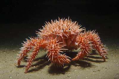 イガグリガニ: 興味津々深海生物